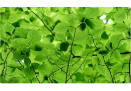 Piatti ecologici – piatti biodegradabili e compostabili